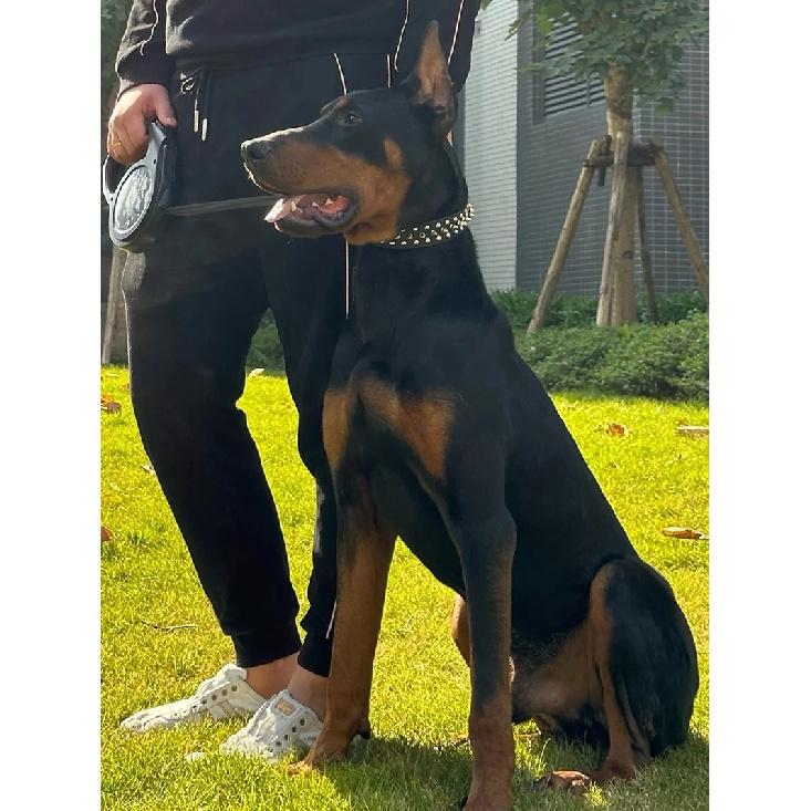 PU Dog Collar with Spike Rivet Adjustable Anti-Bite Pet Collars for Small Medium Large Dogs Bull Terrier Doberman Pinscher