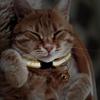 Puppy Collar Adjustable Safe Collars For Cats Soft Lightweight Nylon Breakaway Reflective Necklace Accessories For Kitten Puppy