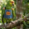 Imbracatura Regolabile Antiscivolo per Uccelli Accessori per Animali Domestici Corda da Volo per Pappagalli Imbracatura da Esterno per Pappagallini di Piccola, Media, Grande Taglia Pappagalli Grigio Africano