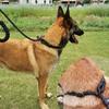 Reflective Pad Big Dog Leash for Training Walking Pet P Chain for Medium Large Dogs Malinois Collie Leashes Mascotas Accessories