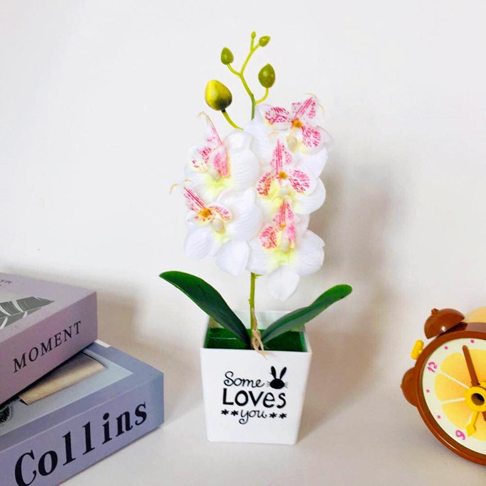 Retro Potted Phalaenopsis Plant Effortless Beauty for Your Living Space