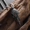 Retro Nordischer Stil Krähenschädel Anhänger Tier Vogel Halskette für Männer Personalisierter Schmuck Glücksbringer Geschenk