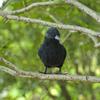 Simulated Feather Crow Halloween Party Supplies Decoration Photography Scene Props Feather Crow Decoration