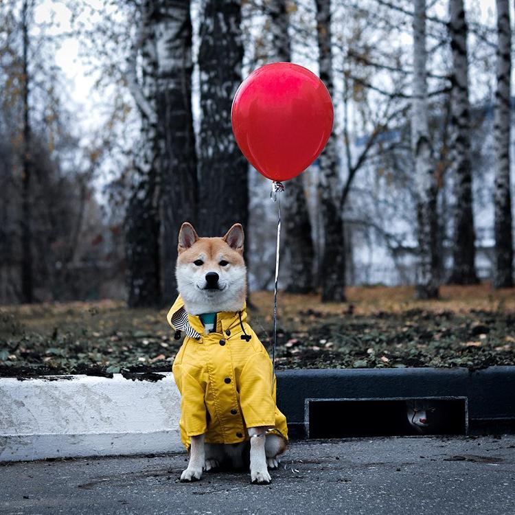 SUPREPET Pet Dog Clothes for Puppy Windproof Dog Jacket Rainproof Dog Raincoat Dog Sport Hoodies Jackets Popa Perro