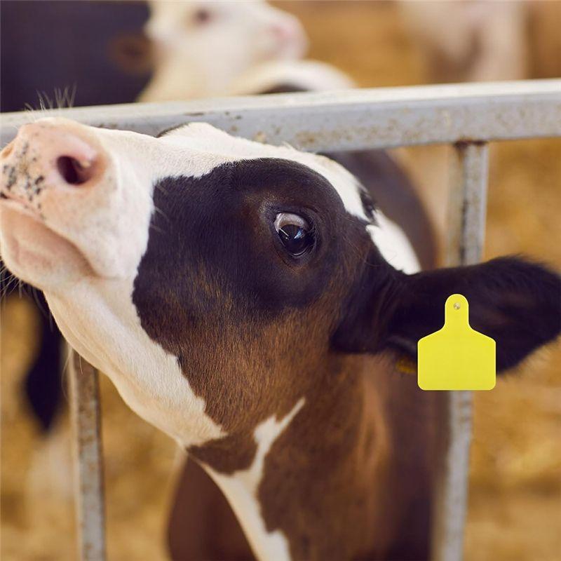 M-Modern-100 Pieces Blank Cow Ear Tags Large Plastic Livestock Ear Tags For Cow Horse Dog Pig Goat Sheep Farm Management