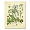 Spices Herbs Print Vintage Botanical Poster Parsley Sage Rosemary Thyme Culinary Wall Art Picture Canvas Painting Kitchen Decor