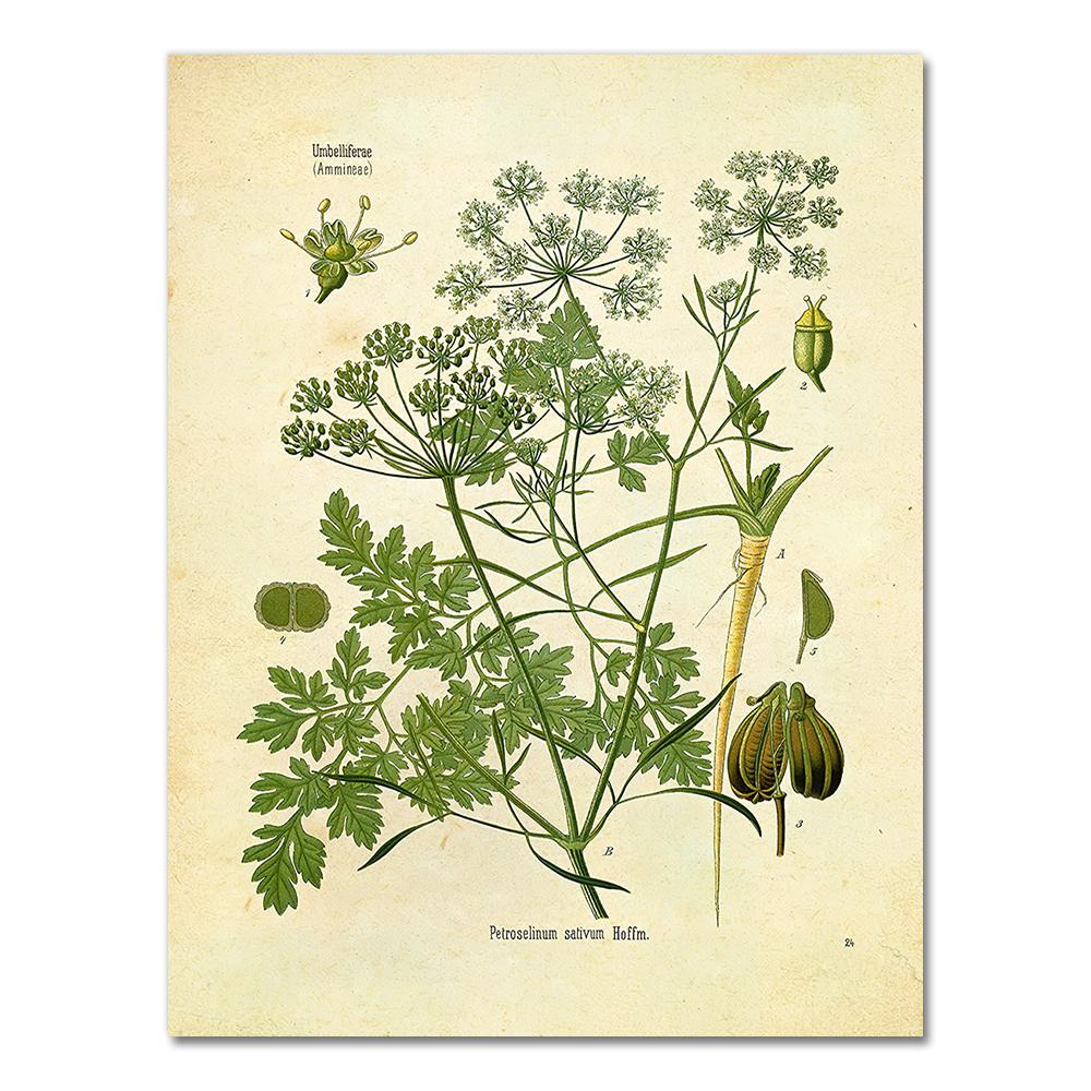 Spices Herbs Print Vintage Botanical Poster Parsley Sage Rosemary Thyme Culinary Wall Art Picture Canvas Painting Kitchen Decor
