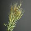 Yunnan Dried Wheat Ears Artistic Bouquet for Living Room or Exhibition Decor