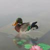 Floating Duck Sculpture Resin Duck Statue Garden Pond Pool Decor Floating Duck