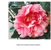 Peony Silk Flower Arrangement - Artificial Floral Decoration for Living Room and Dining Table