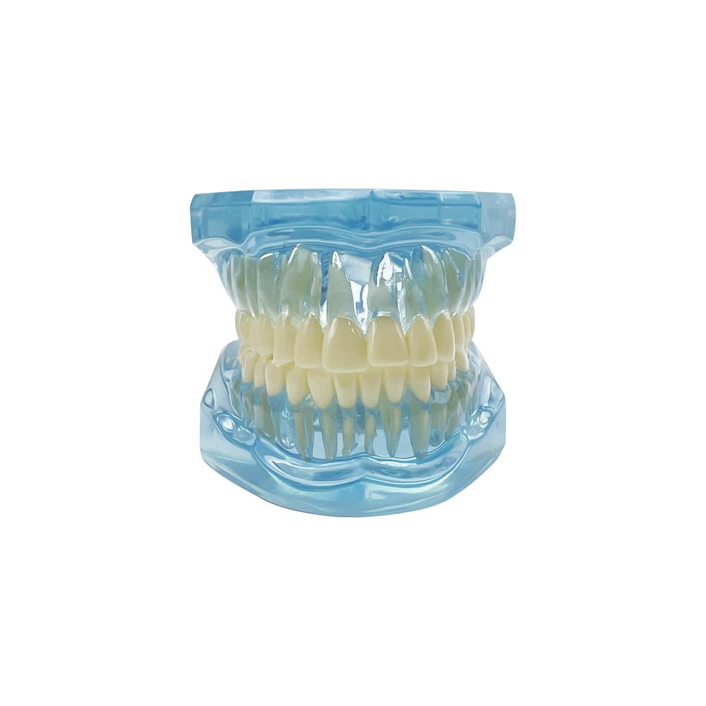 Normal Dental Model Teeth Dental Teaching Model Transparent Blue Pink Dentistry Adult Teeth Model For Studying Education Display