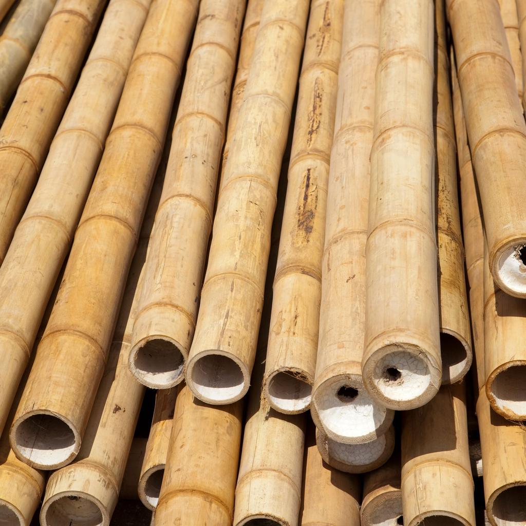 BioBamboo Stick bamboo pole 60cm 22-30mm bamboo
