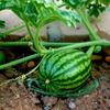 5/10Pcs Melon Supports with Watermelon Net Melon Hammocks Cradles with Zip Ties Plant Pumpkins Holder Vegetable Cradles Fruit