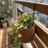 Handcrafted Wall Hanging Flower Bucket Antique Styles Rusted Iron Hanging Flowerpot Weather-Resistant Unique