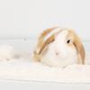 Kaninchen Kunstfell Nestmatte Meerschweinchen Hamster Chinchilla Bett Haus Nest Schlafmatte Kleine Haustiere Schlaf Baumwollmatte Warme Zubehörteile
