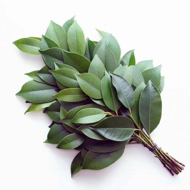 Premium Preserved Sakaki | Unwanted, Never-withering Sakaki Made from Real Sakaki