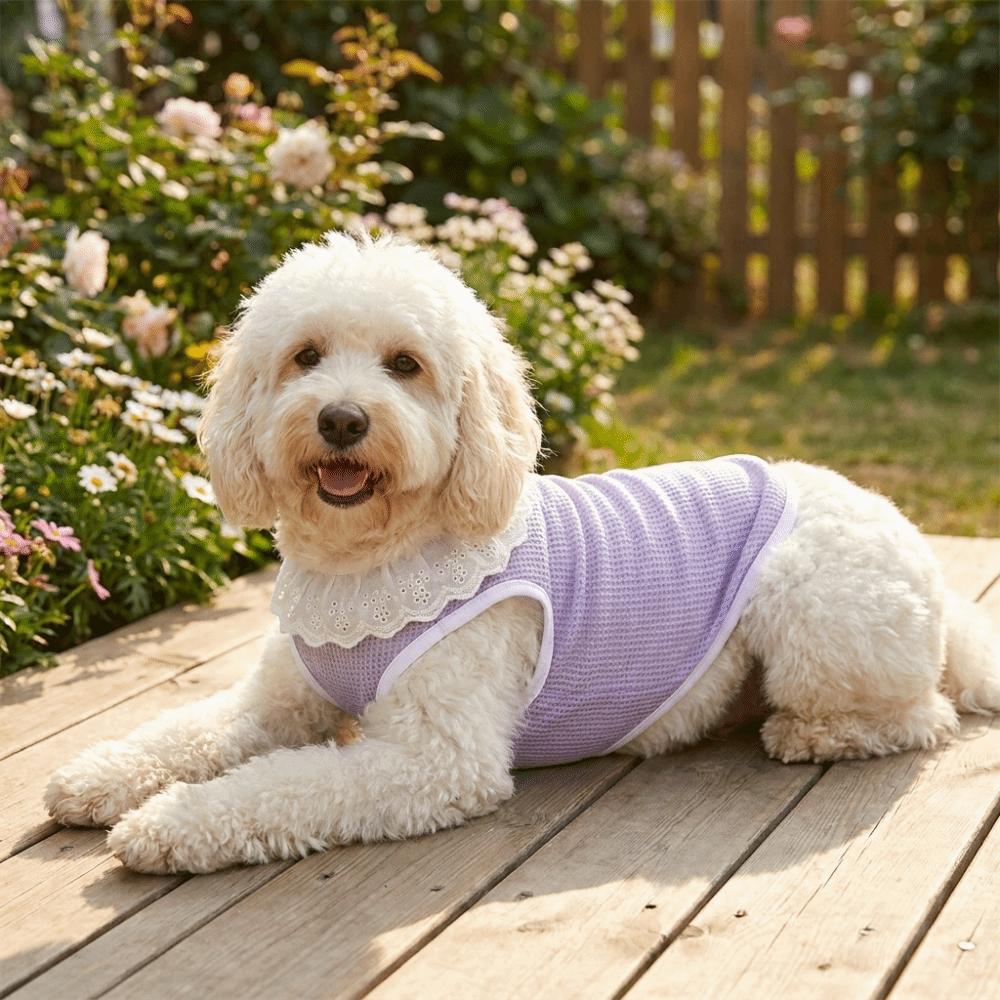 Thin Breathable Mesh Dog Vest Round Neck Dog Cooling Vest Cooling Pet Vest  Photography