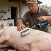 Stainless Steel Hog Scraper Drill Attachment Fast Pig Cattle Hair Remover for Home Slaughter Livestock Processing Use