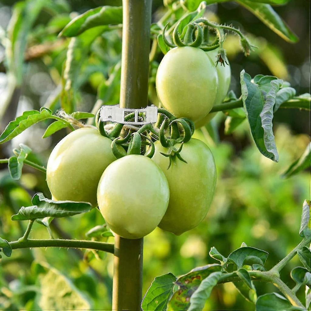 200 Pieces Tomato Plant Clips, Climbing Clips, Garden Plastic Clips, For Vegetables, Plants, Tomatoes-white - Ri