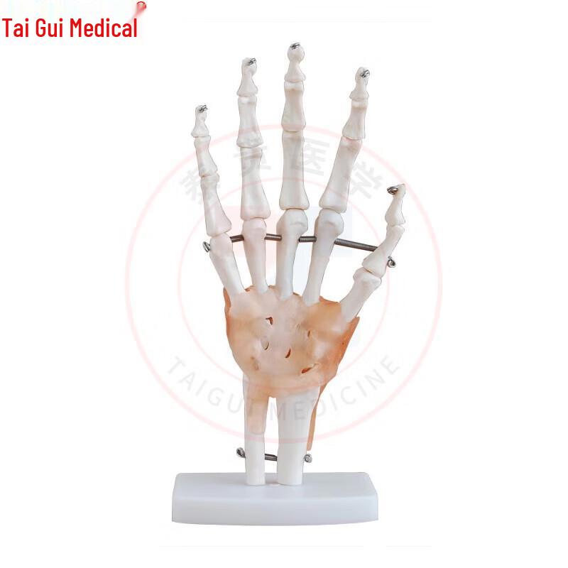 TAIGUI MEDICINE Hand Joint Model with Ligaments