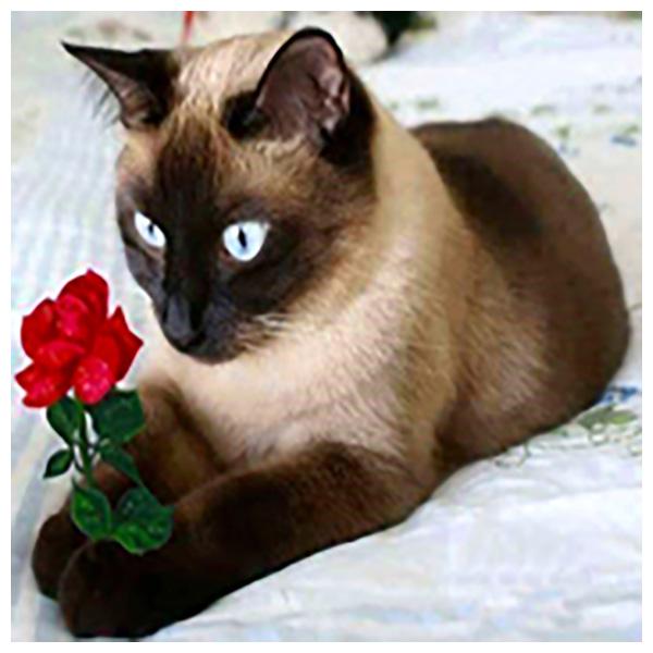 DIY 3D kulatá diamantová malba Zvířecí kočky Výšivka Cross Craft Stitch Home Decor