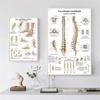 Science Wall Art Muscle System Human Anatomy Diagram Medical Education Supplies HD Oil On Canvas Posters And Prints Home Decor