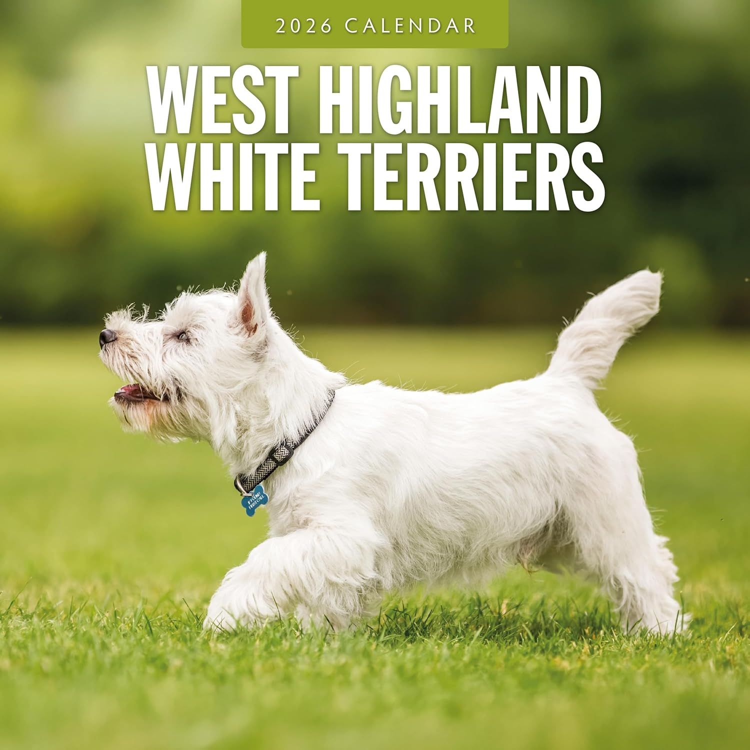 Red Robin 2026 West Highland White Terriers Monthly Wall Calendar | 12  x 24  Open | Premium Thick & Sturdy Paper | Hangable 12 Month Calendar |