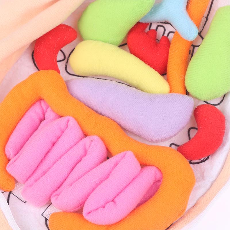 Kinder Montessori Spielzeug 3D Puzzle Menschlicher Körper Anatomie Puppe Körper Organ Lehrmittel Menschlicher Körper Anatomie Plüschtier