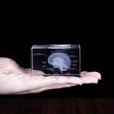 Modelo Anatómico Humano 3D Cristal Láser Escultura Cerebro Cubo Pisapapeles Figuras Pensando Ciencia Médica Regalo