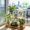Germination Cover Plant Cultivation Trays Plastic Plant Branch Support  Outdoor Potted Plants