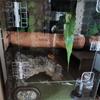 Transparent Reptiles Water Feeder With Automatic Water Refilling Space Efficient Design Technology