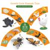 Cycle Figurine Animal Life Cycle Children Toys Simulation Plant Model Animal Growth Cycle Model