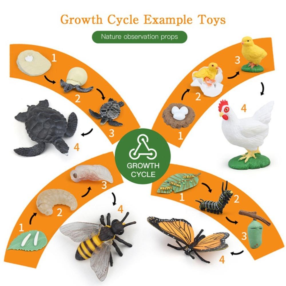 Cycle Figurine Animal Life Cycle Children Toys Simulation Plant Model Animal Growth Cycle Model