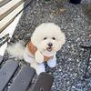 Dog Baseball Jacket Small Dogs Clothes with Raglan Sleeves Cute Sporty Dog Coat for Puppies Poodle Bichon Frise Daily Outfit