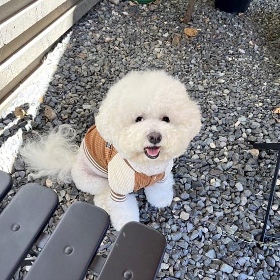 Dog Baseball Jacket Small Dogs Clothes with Raglan Sleeves Cute Sporty Dog Coat for Puppies Poodle Bichon Frise Daily Outfit