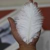 10Pcs 15-20cm Ostrich Feathers Table Accessories Stage Props Ostrich Plumes Fluffy Carnival Plumas Decor