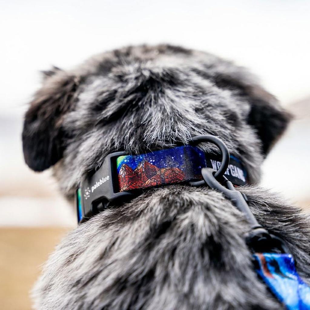 WOLFGANG Dawn Patrol Collar Wide x Neck Circumference Large (Large) 2.5cm 45-66cm [For Dogs]