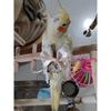 Bird Flight Suits Diapers, Parrot Diapers for Monk Parakeets, Cockatiels Flight Suits, Parrot Clothes, Bird Training Nappy Suit Liners Clothes