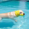 Welpenohr-Badehaube für kleine, mittlere und große Hunde, wasserdicht, zur Geräuschreduzierung, Gehörschutz