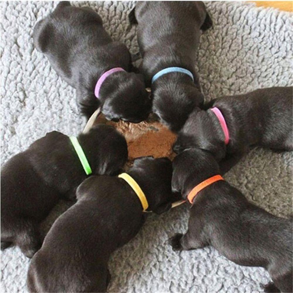 15PCS Identification ID Collars Whelp Kitten Dog Cat Velvet Practical Nylon Reusable Puppy ID Collar Pet Supplies