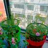 15/25cm U-Shaped Plant Support Frames Plastic Garden Balcony Potted Plant Flower Vegetable Vine Climbing Fixing Rods 2/3/4/6Pcs