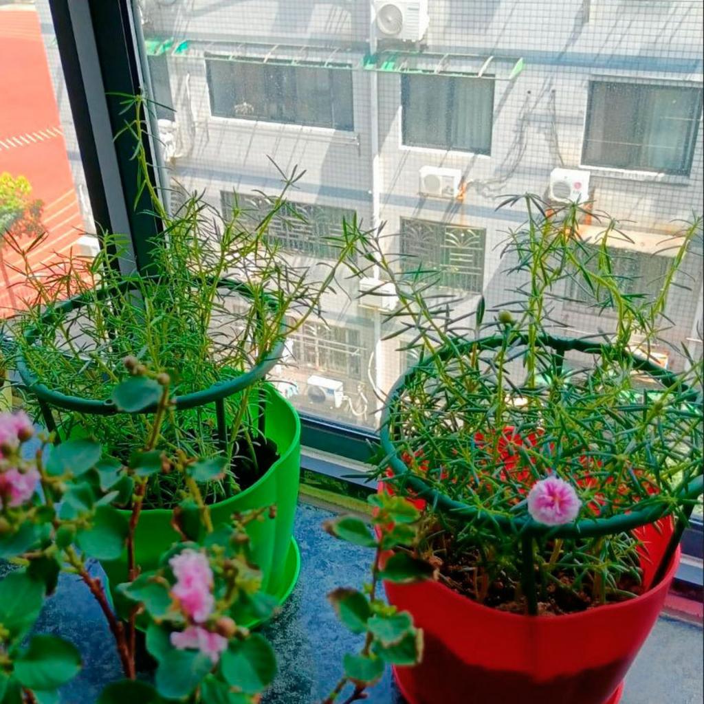 15/25cm U-Shaped Plant Support Frames Plastic Garden Balcony Potted Plant Flower Vegetable Vine Climbing Fixing Rods 2/3/4/6Pcs