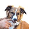 Pet Finger Toothbrush 1PC Bedding Cat and Dog Oral Cleaning Toothbrush Anti-tartar Pet Supplies Soft Teeth Silicone