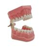Modello standard per la pratica dello spazzolamento dentale con 28 denti