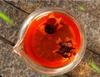 40g Herbal Tea Dried Kunlun Mountain Snowy Daisy Chrysanthemum New Scented Tea