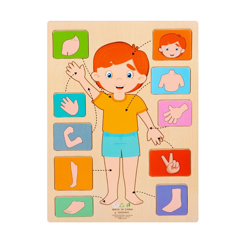 Montessori Human Body Parts Structure Wooden Puzzles Toys Parish Organs Cognitive Open Learning Educational Toys Matching Game