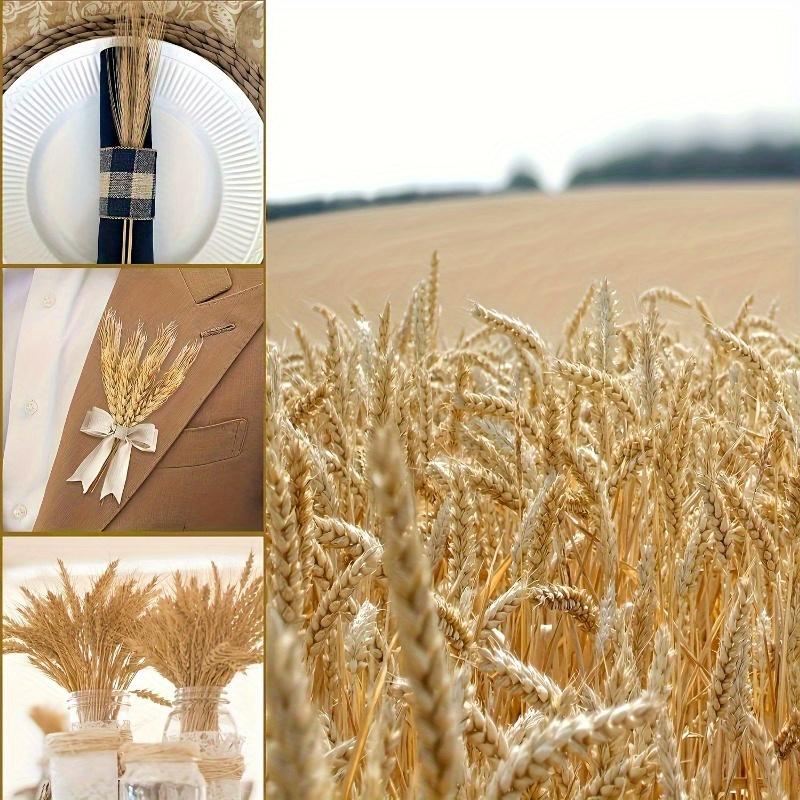 50 Stück Hochwertige Natürliche Weizenähren - DIY Bauernhausdeko, Tischmittelstück, Hochzeit- & Party-Verzierung, Erntekranz
