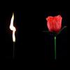 Present Flame Appearing Flower Magic Trick Rose Change Roses Magic Torch to Rose Magic Fire Rose