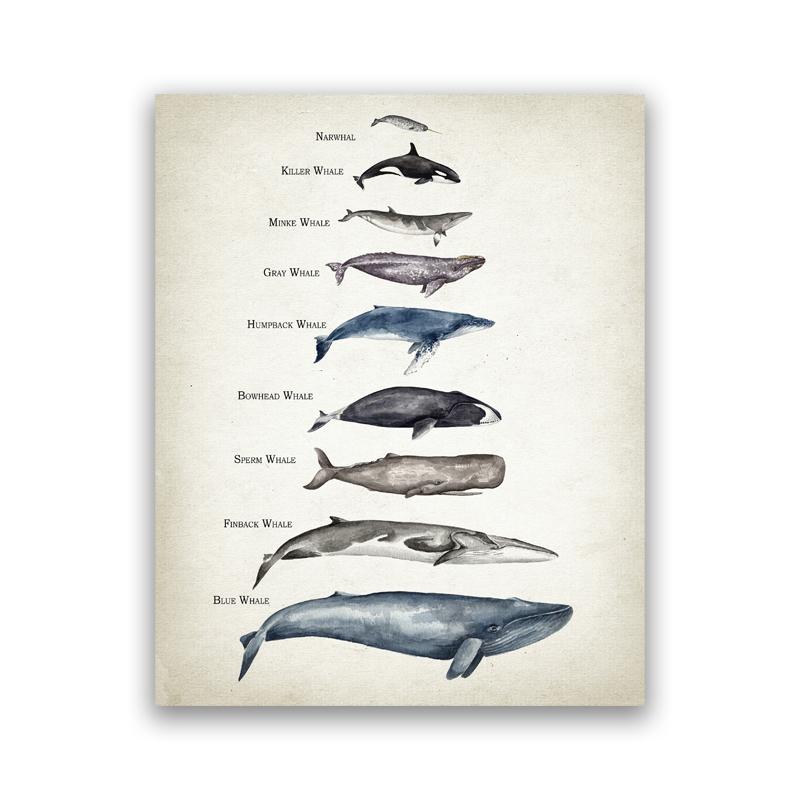 Sharks of The World Art Canvas Prints Great White Shark Poster Mako Hammerhead Tiger Bull Basking Whale Painting Bathroom Decor
