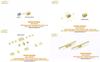 Infini Model IMP Series Japanese Navy Destroyer Torpedo Transport Rail Set for Ship Etching Parts Plastic Model Parts IMP3525 1/350 Kagero-class T/H